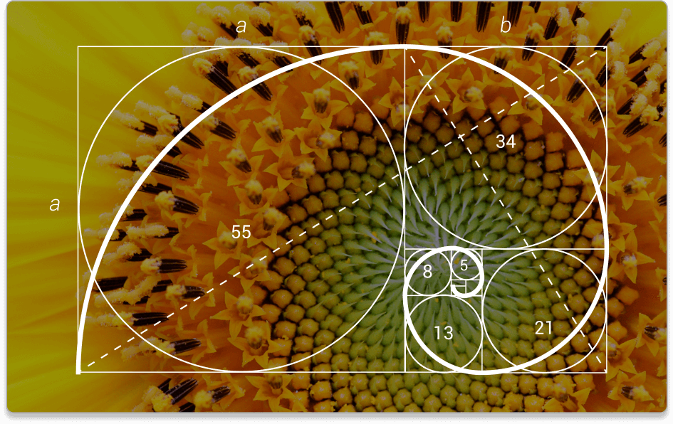 Sunflower with Golden Ratio