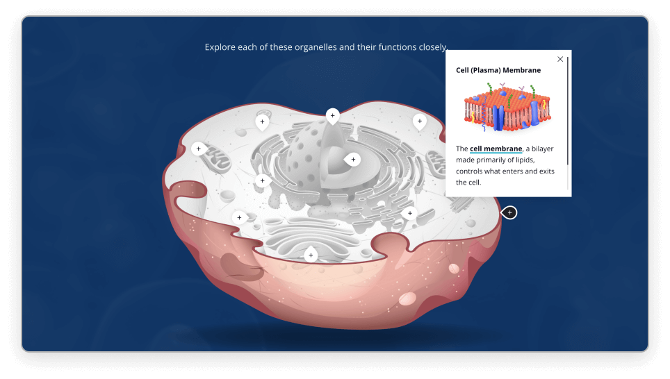 Organelles